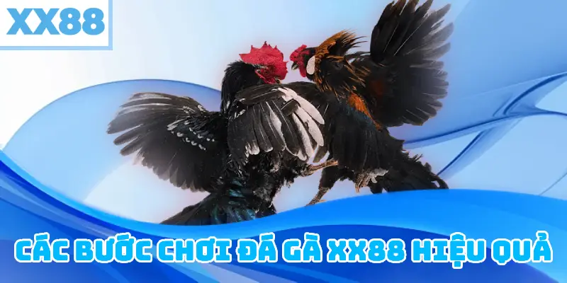Các Bước Chơi Đá Gà XX88 Hiệu Quả
