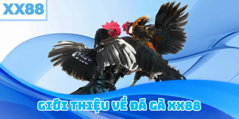 Giới Thiệu Về Đá Gà XX88