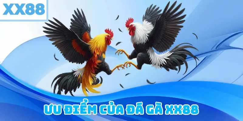 Ưu Điểm Của Đá Gà XX88